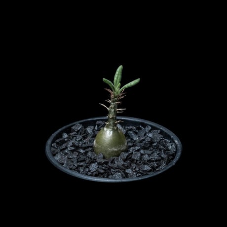 パキポディウム サキュレンタム / Pachypodium Succulentum