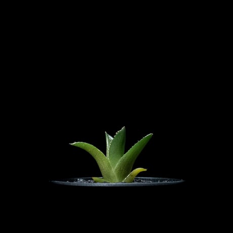 アガベ チタノタ フィリグリー (圓葉拇指) / Agave titanota ‘Filigree’ #2