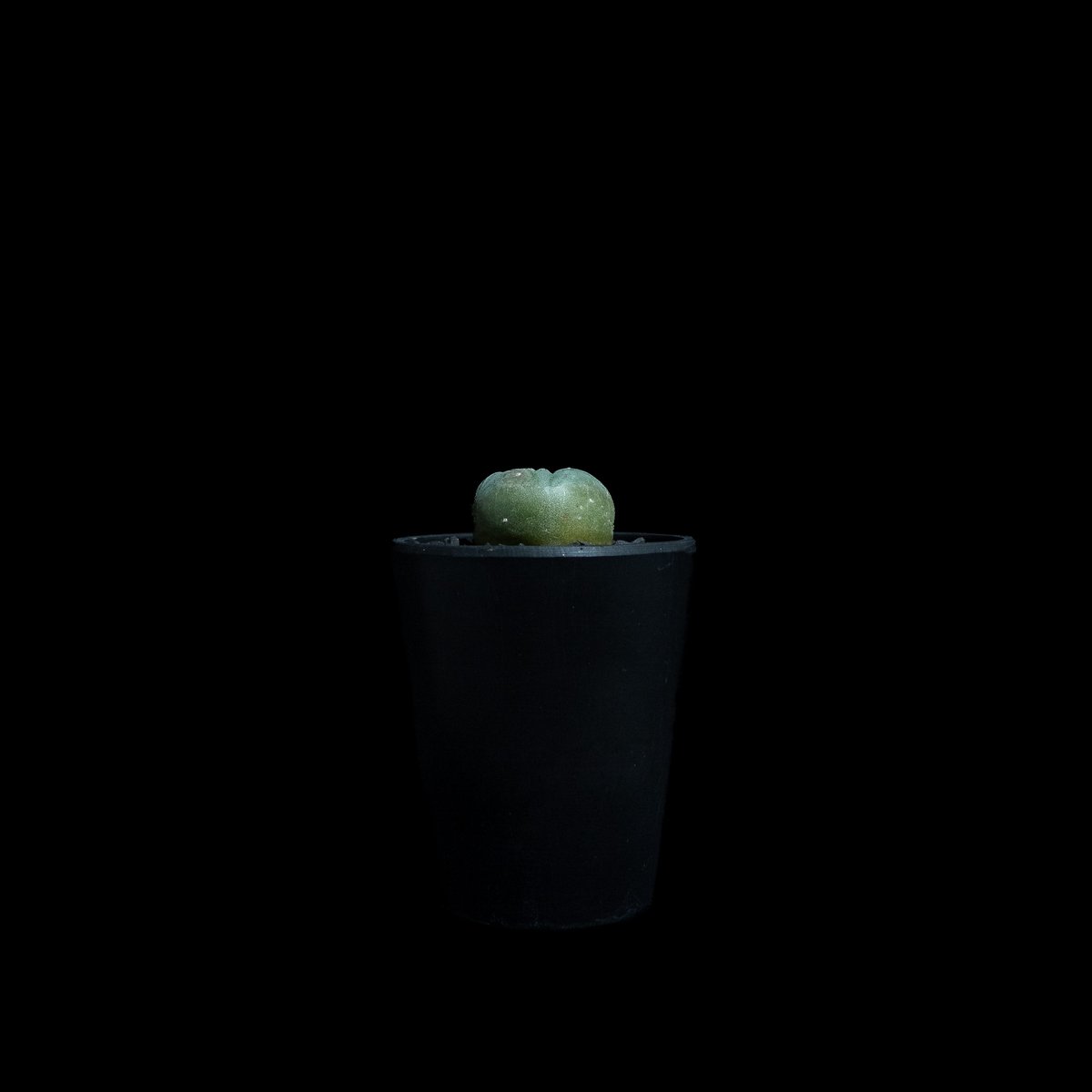 ロフォフォラ 翠冠玉 / Lophophora diffusa #1 | Ducks ( pl