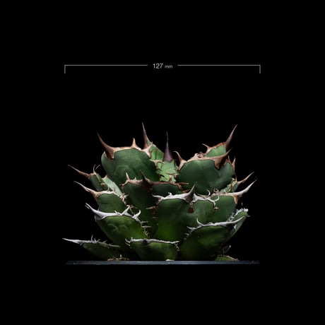 アガベ チタノタ 熊猫 / Agave titanota ‘Panda’ #1