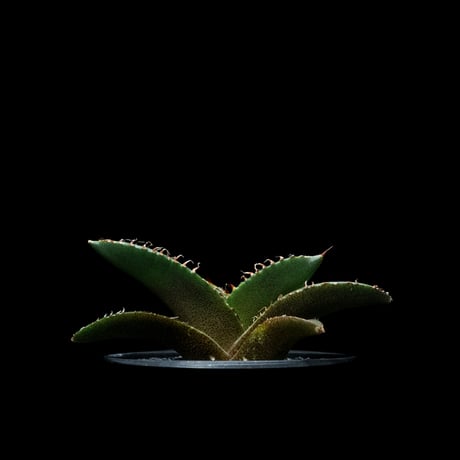 アガベ チタノタ 黒豹・ダイヤモンド / Agave titanota ‘Black Panther’ #4