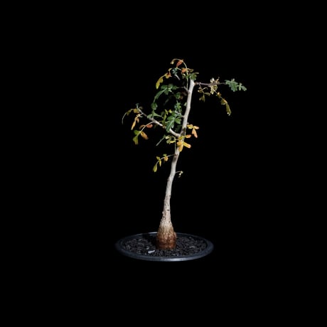 パキコルムス ディスカラー / Pachycormus Discolor #1