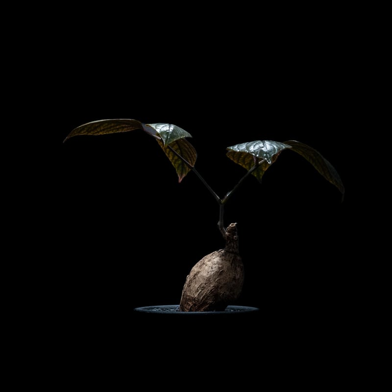 キフォステンマ パキプス / Cyphostemma pachypus | Ducks ( p