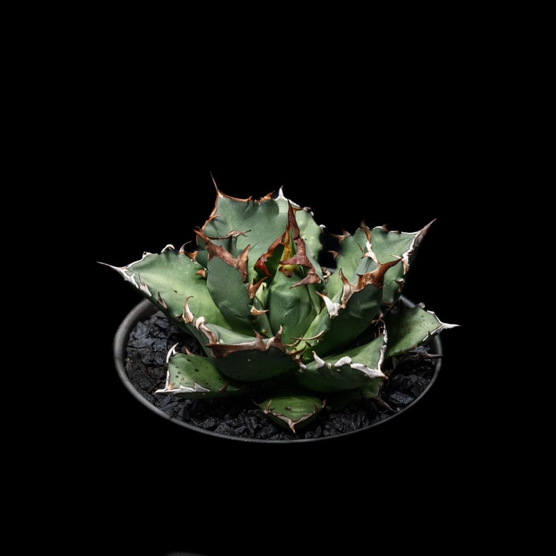 アガベ チタノタ 姫厳竜 / Agave titanota 'Dwarf' | Ducks ( アガベ チタノタ 姫厳竜 / Agave titanota 'Dwarf' | Ducks (