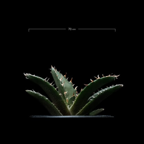 アガベ チタノタ 白鯨 / Agave titanota ‘White Whale’ #48