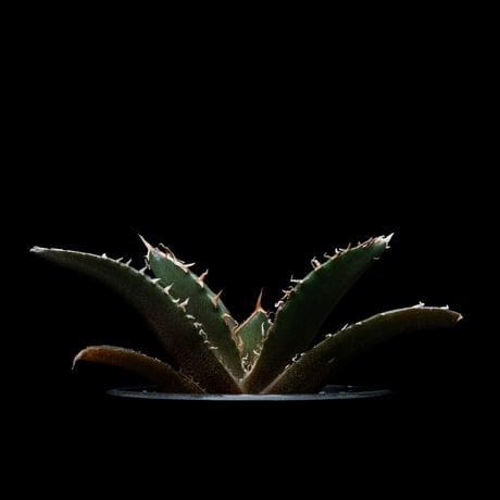 アガベ チタノタ 白鯨 / Agave titanota ‘White Whale’ #53