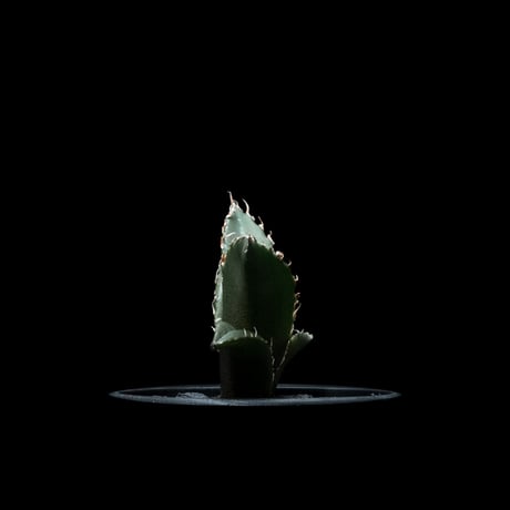 アガベ チタノタ 白鯨 / Agave titanota ‘White Whale’ #51