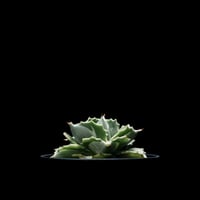 アガベ 王妃雷神 白中斑/ Agave isthmensis ‘Ouhi Raijin’ mediopicta alba #18
