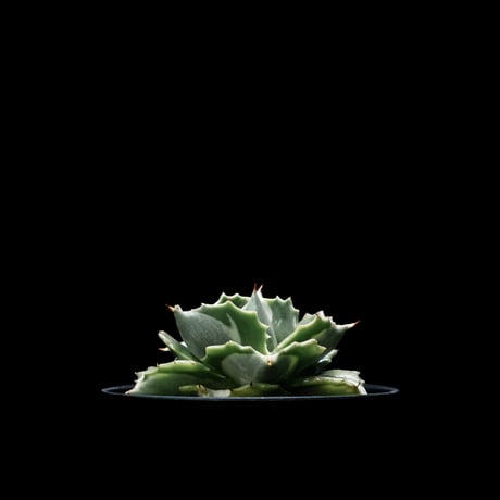 アガベ 王妃雷神 白中斑/ Agave isthmensis ‘Ouhi Raijin’ mediopicta alba #18
