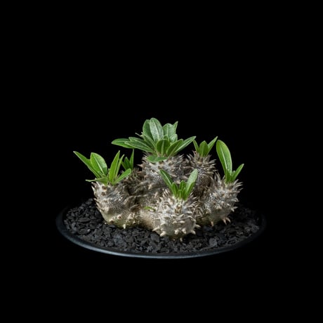 パキポディウム デンシカウレ / Pachypodium densicaule #15