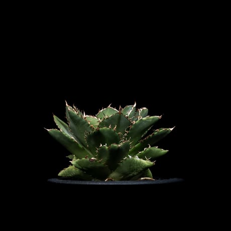 アガベ チタノタ フィリグリー (拇指厳竜) / Agave titanota ‘Filigree’ #26