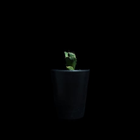 アガベ チタノタ 白犀牛 カキ仔 / Agave titanota ‘White Rhino’ #2