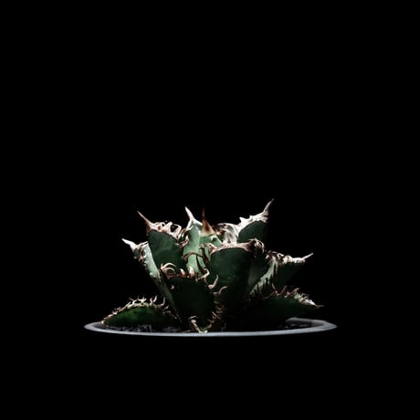アガベ チタノタ レッド・キャットウィーズル  / Agave titanota ‘Red Catweazle’ #2