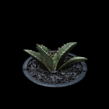 アガベ チタノタ 白鯨 / Agave titanota ‘White Whale’ #13
