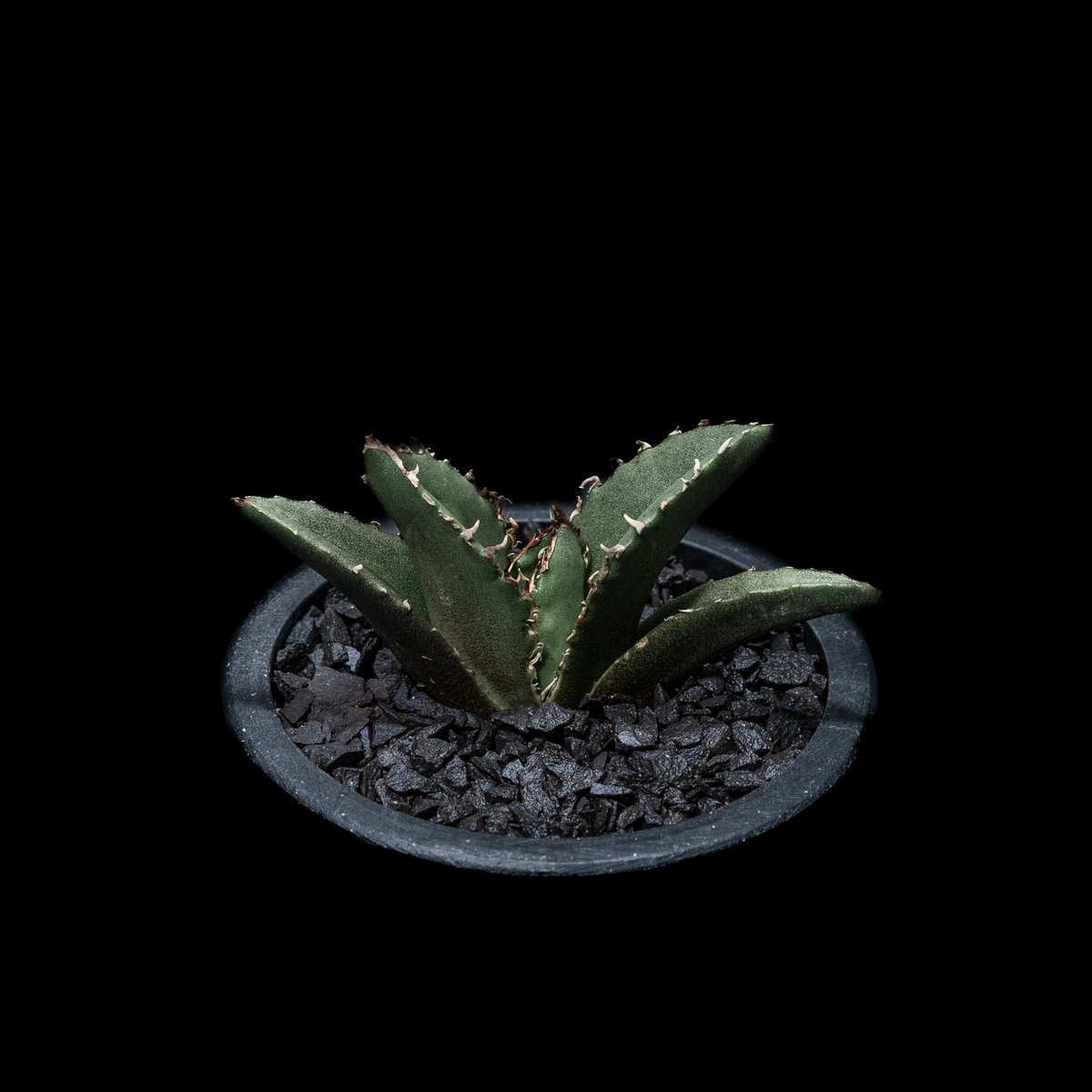 アガベ チタノタ 白鯨 / Agave titanota 'White Whale' #13