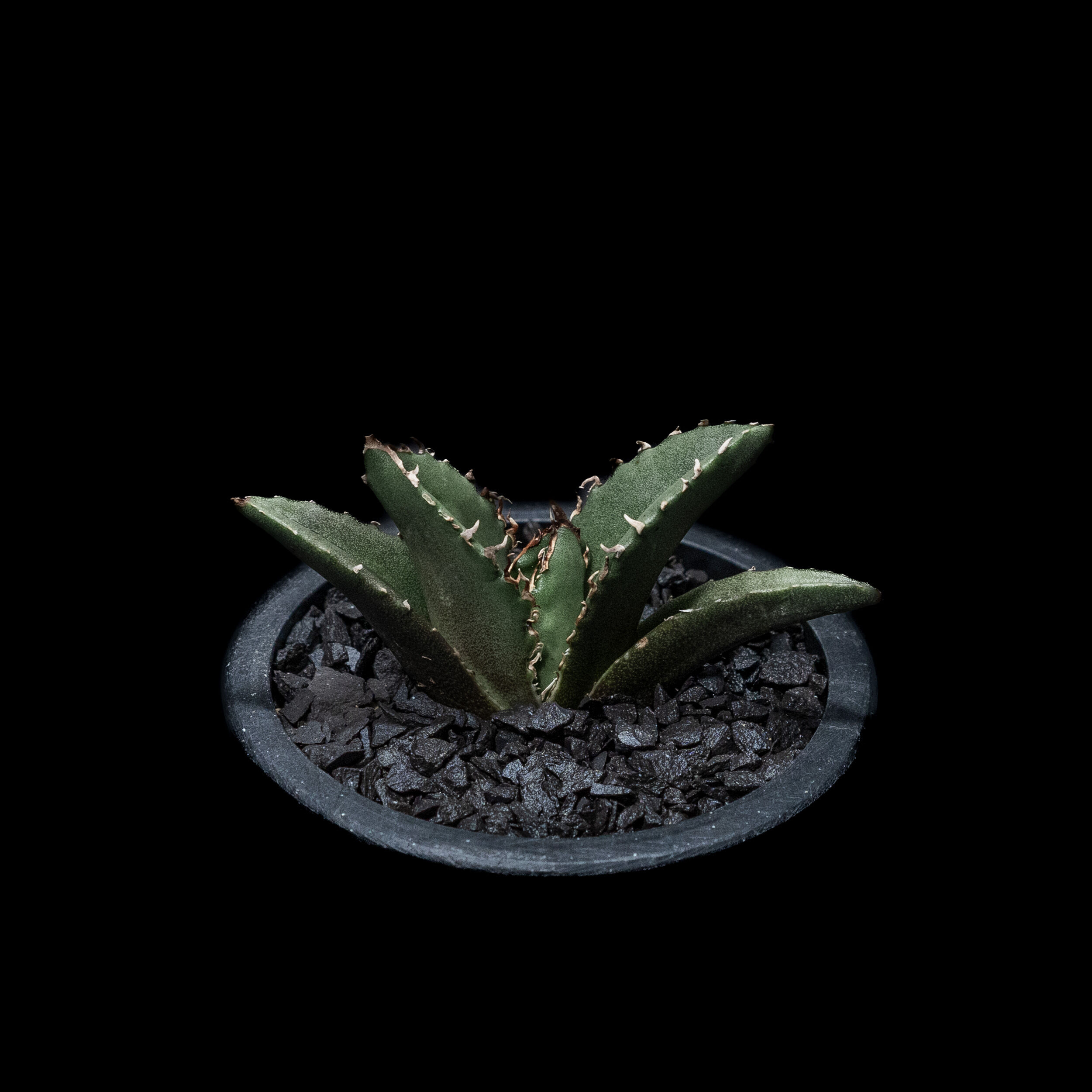 アガベ チタノタ 白鯨 / Agave titanota 'White Whale' #13