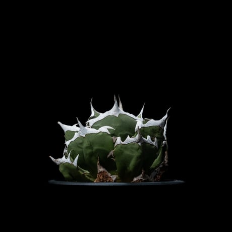 アガベ チタノタ 鬼爪 / Agave titanota ‘Ghost Claw’ #1