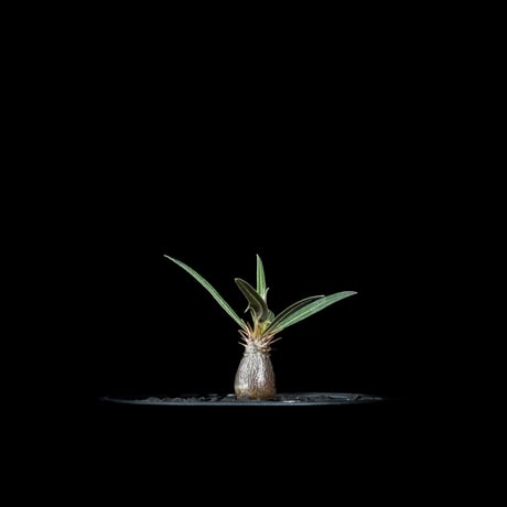 パキポディウム グラキリス / Pachypodium rosulatum var. gracilius #51