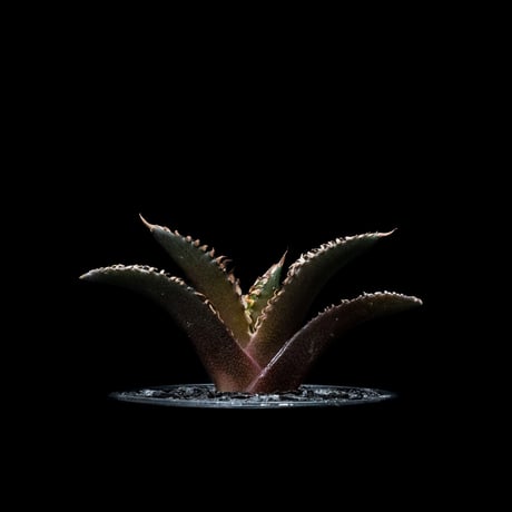 アガベ チタノタ レッド・キャットウィーズル / Agave titanota ‘Red Catweazle’ #22