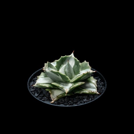 アガベ 王妃雷神 白中斑/ Agave isthmensis ‘Ouhi Raijin’ mediopicta alba #18