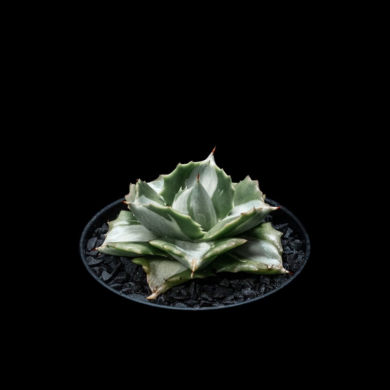 アガベ 王妃雷神 白中斑/ Agave isthmensis 'Ouhi Raijin' me
