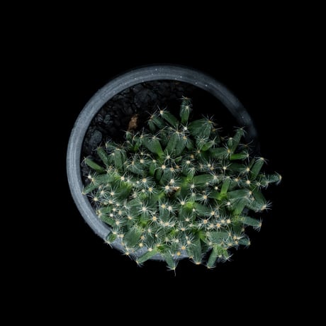トリコディアデマ デンサム / Trichodiadema densum #7