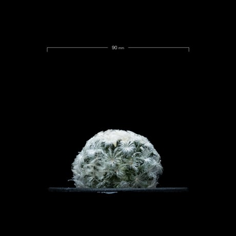 マミラリア 白星 / Mammillaria plumosa