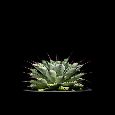 マクロアカンサ | STORES