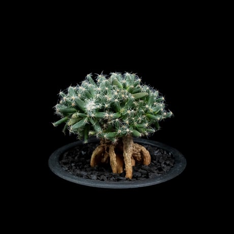 トリコディアデマ デンサム / Trichodiadema densum #5