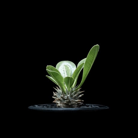 パキポディウム ブレビカリックス / Pachypodium densiflorum var. brevicalyx #1