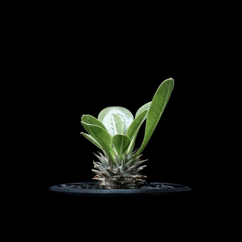 パキポディウム ブレビカリックス / Pachypodium densiflorum