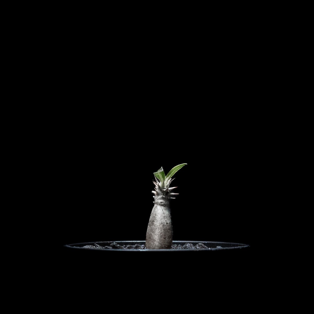 パキポディウム グラキリス / Pachypodium rosulatum var. grac