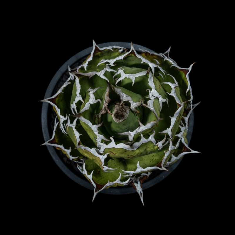 アガベ チタノタ 魚刺 / Agave titanota 'Fish Spine' #2 |