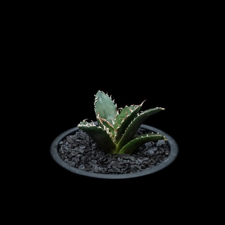 アガベ チタノタ 白鯨 / Agave titanota ‘White Whale’ #28