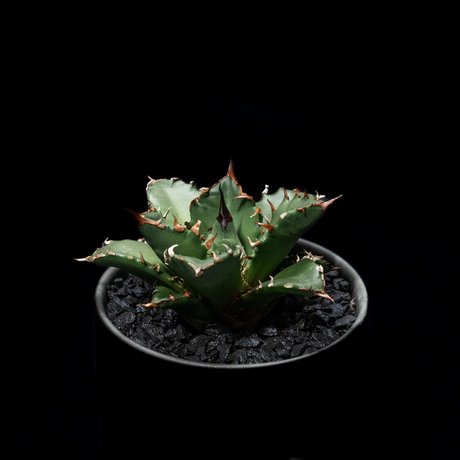 アガベ チタノタ 姫厳竜 / Agave titanota ‘Dwarf’ #2