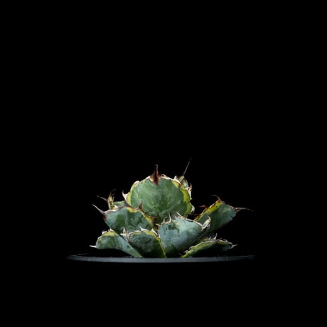 アガベ チタノタ ブルーダイヤモンド / Agave titanota ‘Blue Diamond’ #1