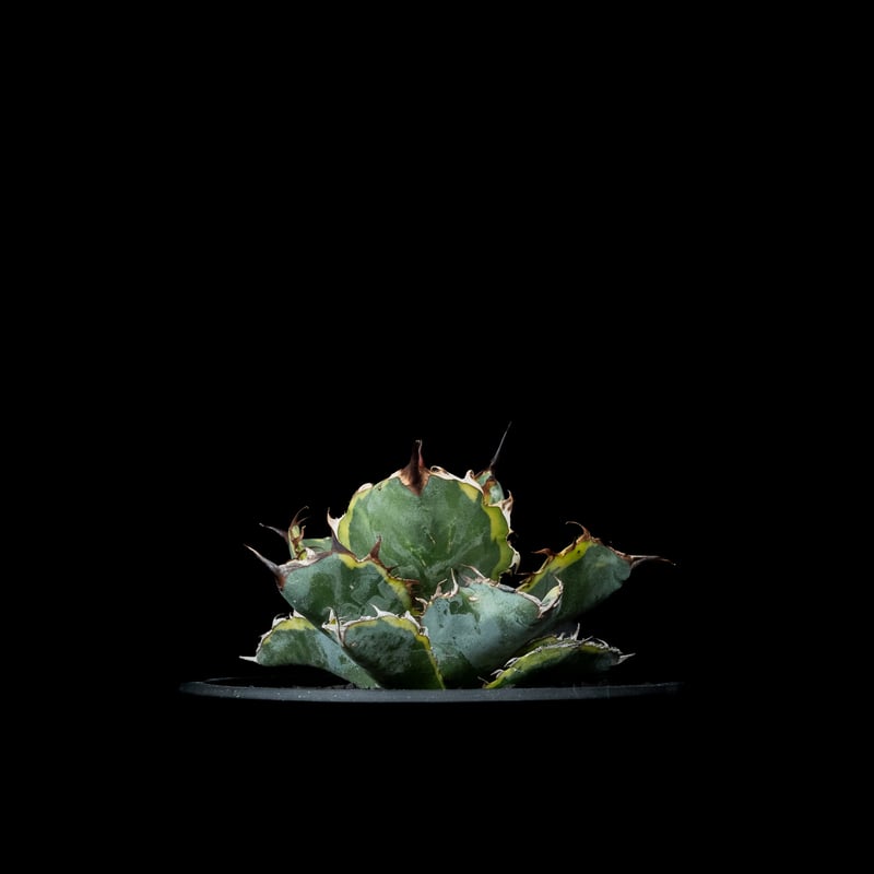 アガベ チタノタ ブルーダイヤモンド / Agave titanota 'Blue Diamo