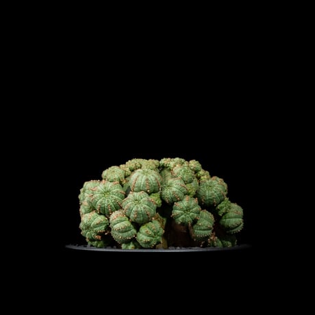 ユーフォルビア シンメトリカ / Euphorbia obesa ssp. symmetrica #1