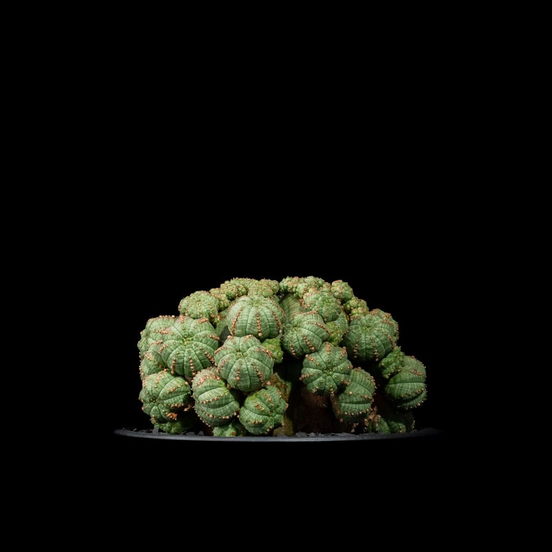 ユーフォルビア シンメトリカ / Euphorbia obesa ssp. symmetric