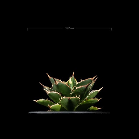 アガベ チタノタ 大島 / Agave titanota ‘Oshima’ #1