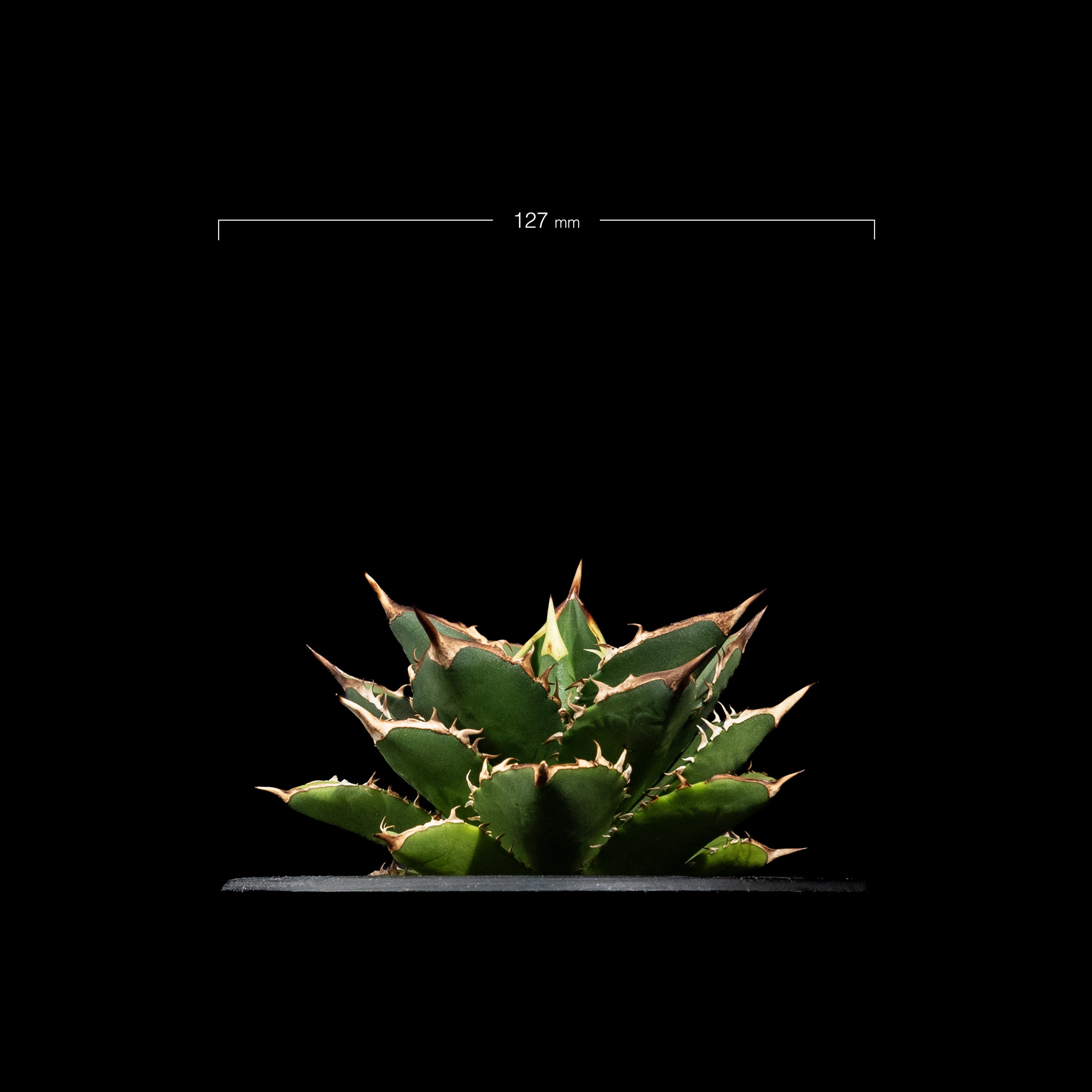 アガベ チタノタ 大島 / Agave titanota 'Oshima' #1 | Duck