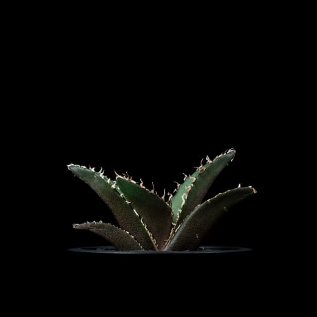 アガベ チタノタ 白鯨 / Agave titanota ‘White Whale’ #80