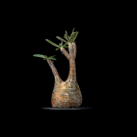 パキポディウム グラキリス / Pachypodium rosulatum var. gracilius #26