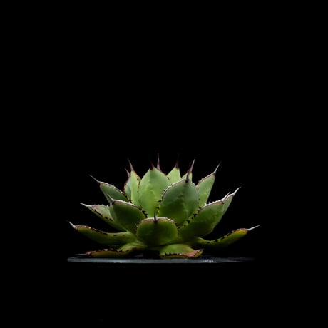 アガベ 兜蟹×笹の雪 / Agave isthmensis ‘Kabutogani’ × victoriae-reginae #3