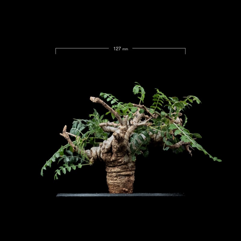 ボスウェリア ネグレクタ / Boswellia neglecta #1 | Ducks (