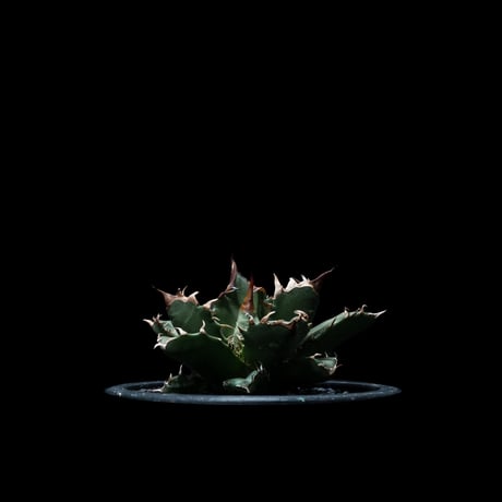 アガベ チタノタ 姫厳竜 / Agave titanota ‘Dwarf’ #5
