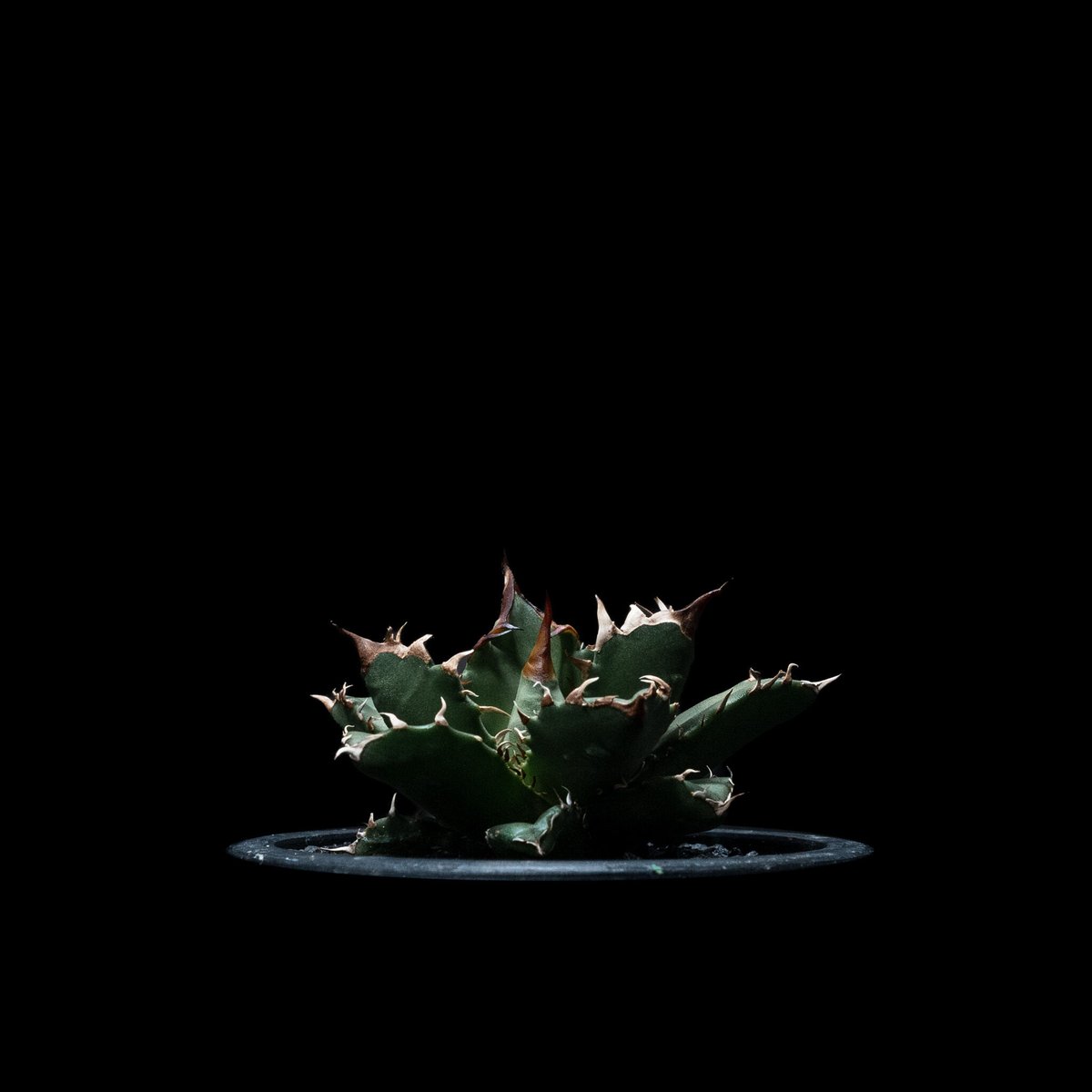 アガベ チタノタ 姫厳竜 / Agave titanota 'Dwarf' #5 | Duck アガベ チタノタ 姫厳竜 / Agave titanota 'Dwarf' #5 | Duck