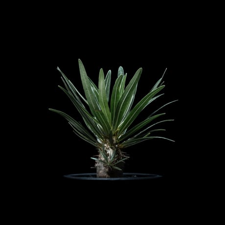 パキポディウム グラキリス / Pachypodium rosulatum var. gracilius #40