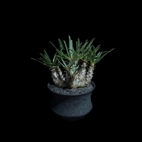 パキポディウム グラキリス / Pachypodium rosulatum var. gracilius #99