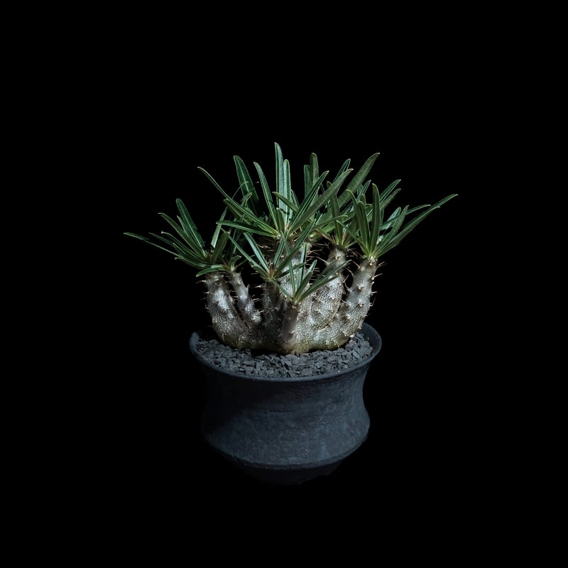 パキポディウム グラキリス / Pachypodium rosulatum var. grac